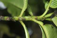 Palicourea lozanoana