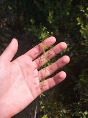 Galium labradoricum