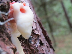 Dendroctonus adjunctus