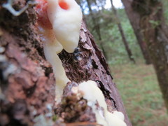 Dendroctonus adjunctus