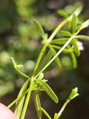 Galium labradoricum