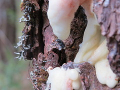 Dendroctonus adjunctus