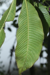 Palicourea lozanoana