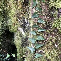 Piper borbonense