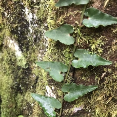 Piper borbonense