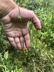 Scheuchzeria palustris