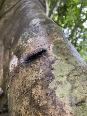 Apistosia judas