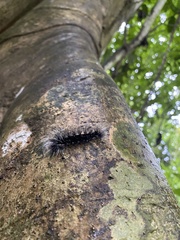 Apistosia judas