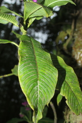Palicourea lozanoana