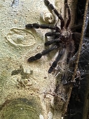 Psalmopoeus reduncus