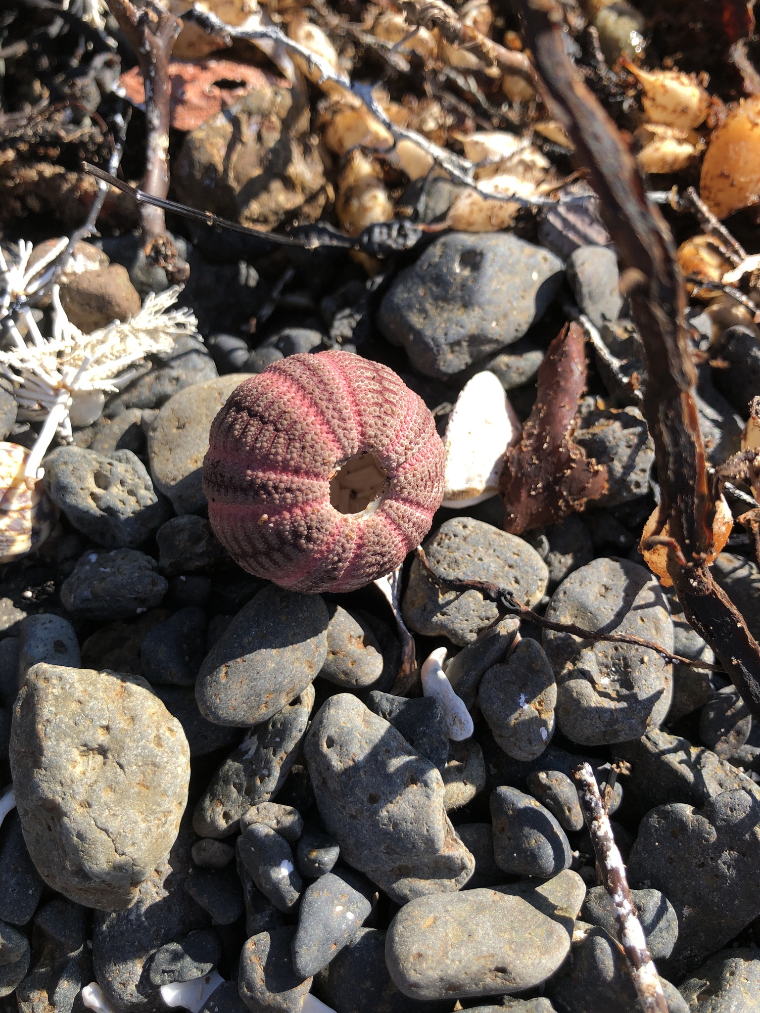Southern Australian zigzag sea urchin (Microcyphus zigzag