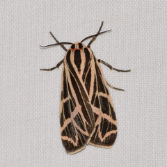 Apantesis phyllira