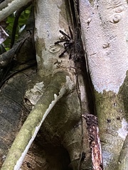 Psalmopoeus reduncus