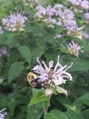 Bombus griseocollis