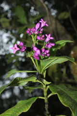Palicourea lozanoana