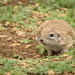 Perote Ground Squirrel - Photo (c) El Chivizcoyo, some rights reserved (CC BY-NC), uploaded by El Chivizcoyo