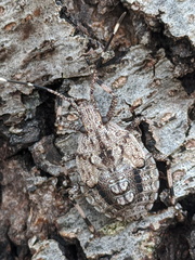 Austromalaya
