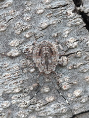 Austromalaya