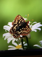 Euphydryas editha
