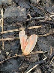 Hypoprepia miniata