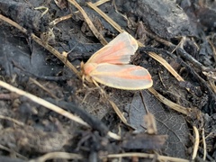 Hypoprepia miniata