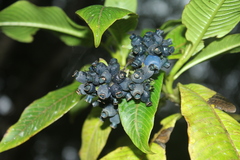 Palicourea lozanoana