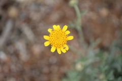 Picradeniopsis pringlei