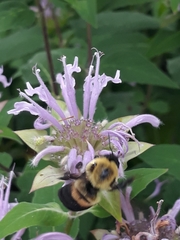 Bombus griseocollis