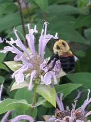 Bombus griseocollis