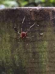 Zalmoxoidea