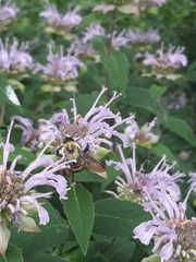 Bombus griseocollis