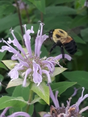 Bombus griseocollis