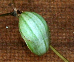 Polyura athamas