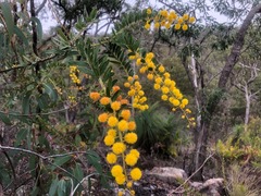 Acacia leichhardtii