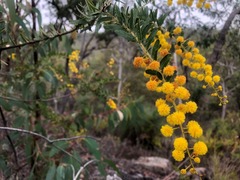 Acacia leichhardtii