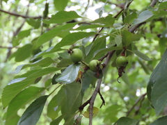 Malus ioensis