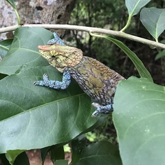 Calumma crypticum
