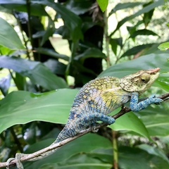 Calumma crypticum