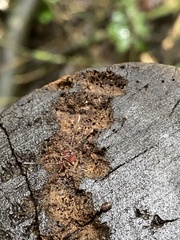 Zalmoxoidea