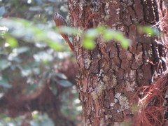 Lepidocolaptes leucogaster