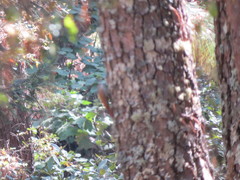 Lepidocolaptes leucogaster