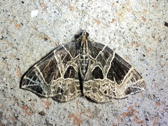 Gandaritis atricolorata