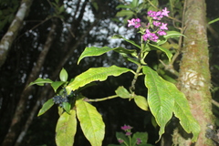 Palicourea lozanoana