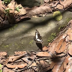 Pseudacraea lucretia