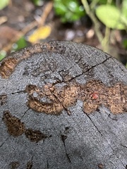 Zalmoxoidea