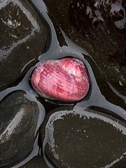Phasianellidae