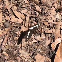 Pseudacraea lucretia