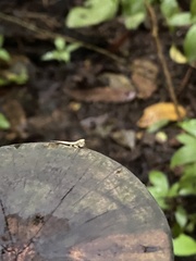 Chaeteessa