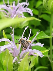 Andrenidae