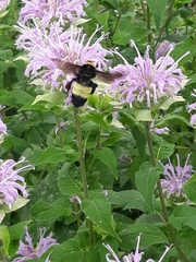 Bombus auricomus